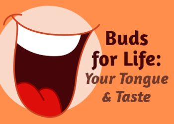 Dickinson dentist, Dr. Agee Kunjumon at Touchstone Dentistry, take a moment to talk about what’s responsible for your love and dislike of certain foods: taste buds!